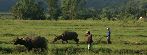 Caraboa and Farmers